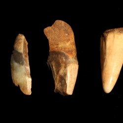 Rozštiepené zuby jaskynného medveďa, paleolit.JPG